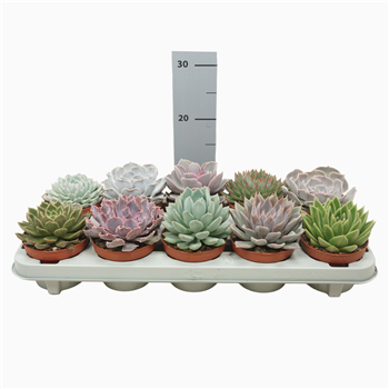 Echeveria mix F00001641