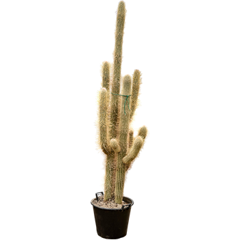 Espostoa lanata 4ESLAKK55
