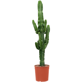 Euphorbia erytrea 4EUERKK28