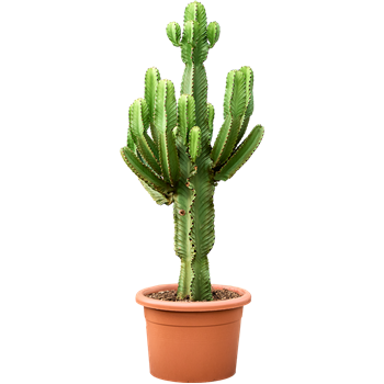 Euphorbia ingens (160-180) 4EUINK151