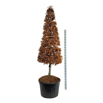 Fagus sylvatica F00006962
