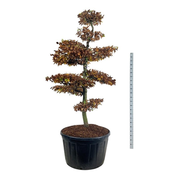 Fagus sylvatica F00007107