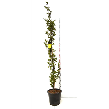 Fagus sylvatica 'Dawyck Gold' F00008134