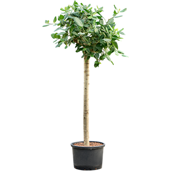 Fikus benghalensis 'Audrey' 1FIAURS52