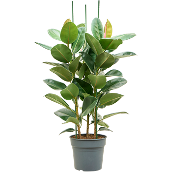 Fikus elastica 'Robusta' 4FIRO3T16