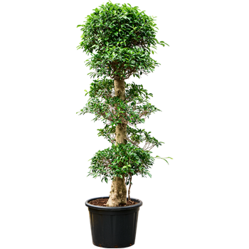 Fikus microcarpa 'Nitida' 4FIMIET25