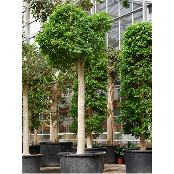 Fikus microcarpa 'Nitida' 4FINIR013