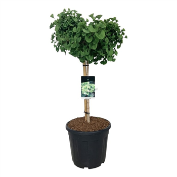 Ginkgo biloba 'Mariken' F00007054