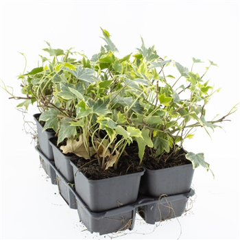 Hedera helix 'Yellow Ripple' F00008182