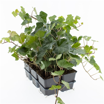 Hedera hibernica F00004627