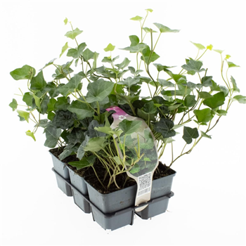 Hedera hibernica F00006788