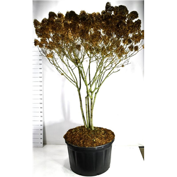 Hortenzija paniculata 'Limelight' F00006572