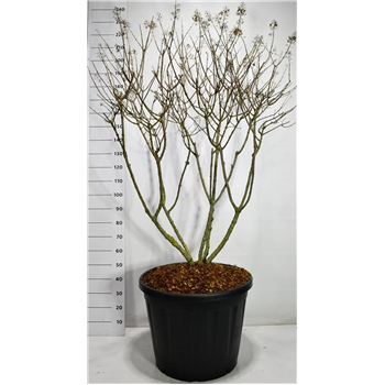 Hortenzija paniculata 'Polar Bear' F00006618