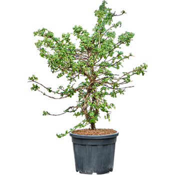 Hortenzija petiolaris 5HYPEPY50