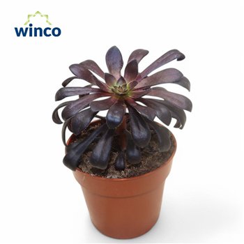 Aeonium Schwartzkopf 20cm 8.5cm Q58