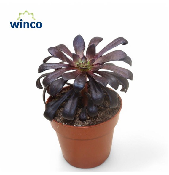 Aeonium Schwartzkopf 20cm 8.5cm Q58