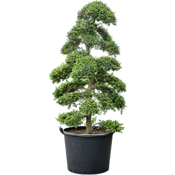 Ilex crenata 'Kinme' (210-230cm) 5ILCKSS21