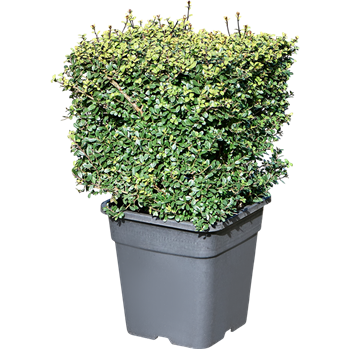 Ilex crenata Dark Green F00005448