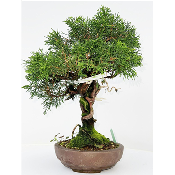 Juniperus chinensis F00002207