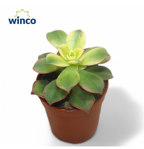 Aeonium Kiwi 12cm 5.5cm Q61