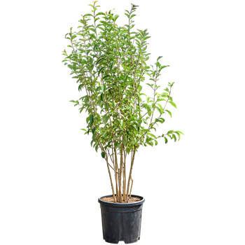 Ligustrum japonicum (100-140) 5LITEMS45