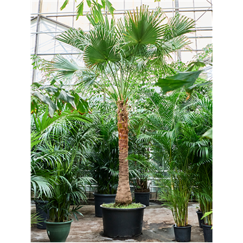 Livistona chinensis (400-500) 4LICHRS70