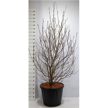 Magnolia liliiflora 'Susan' F00006540