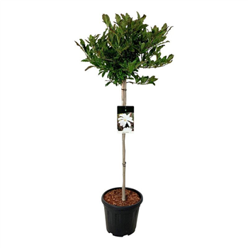 Magnolia stellata F00006702