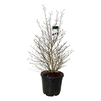 Magnolia stellata F00006877