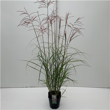 Miscanthus sinensis 'Ferner Osten' F00003916
