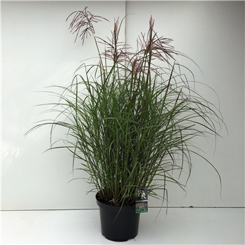 Miscanthus sinensis 'Ferner Osten' F00003917