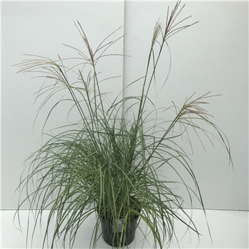 Miscanthus sinensis 'Flamingo' F00003920