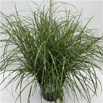 Miscanthus sinensis 'Little Zebra' F00003992