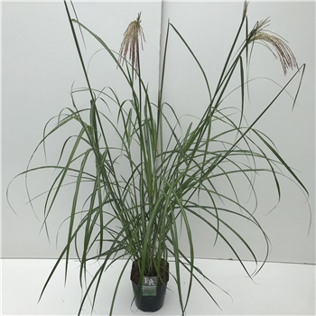 Miscanthus sinensis 'Malepartus' F00004009
