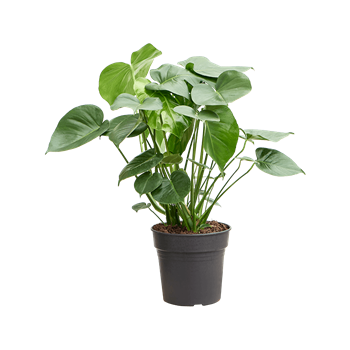 Monstera deliciosa 4MODEBU50