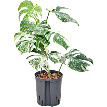 Monstera deliciosa 'Variegatum' 1MODVBU18