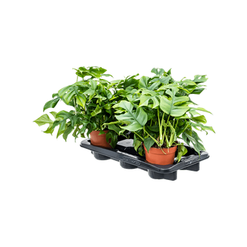 Monstera minima 4/tray 4MOMIHA15