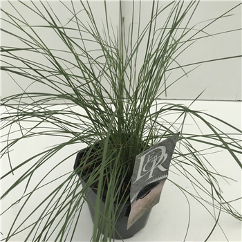 Muhlenbergia Capillaris F00005368