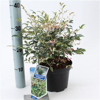 Nandina domestica 'Twilight' F00004256