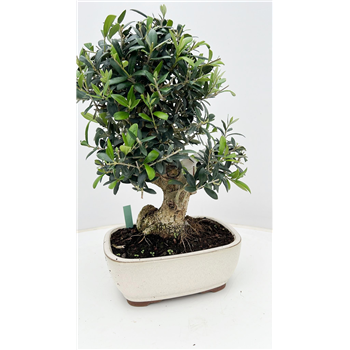 Oljka Olea europaea F00007731