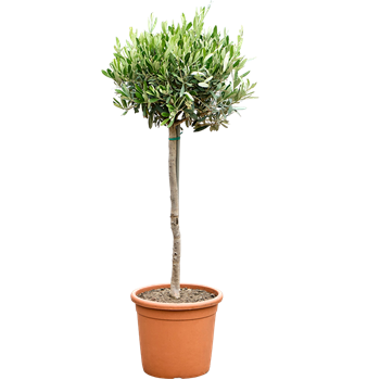 Oljka Olea europaea 5OLEUR025