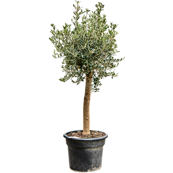 Oljka Olea europaea (150-180) 5OLEUR069