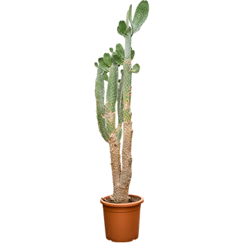 Opuntia consolea 4OPCOKK89