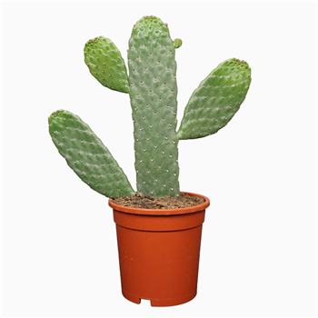 Opuntia consulea F00001800
