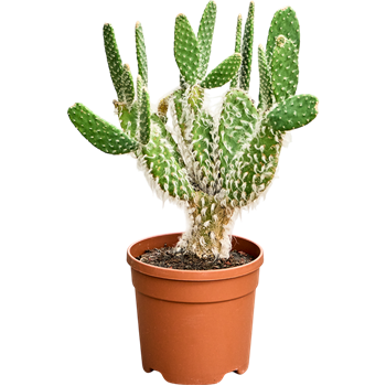 Opuntia erinacea 'Ursine' 4OPEUKK20