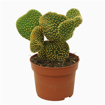 Opuntia microdasys 'Cristata' F00001727