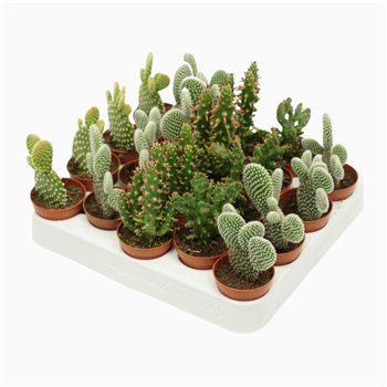 Opuntia mix F00002701
