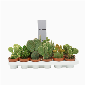 Opuntia mix F00002669
