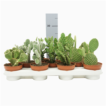 Opuntia mix F00002670