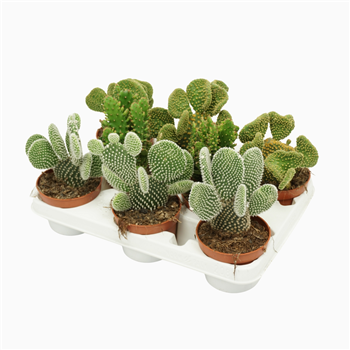 Opuntia mix F00002671